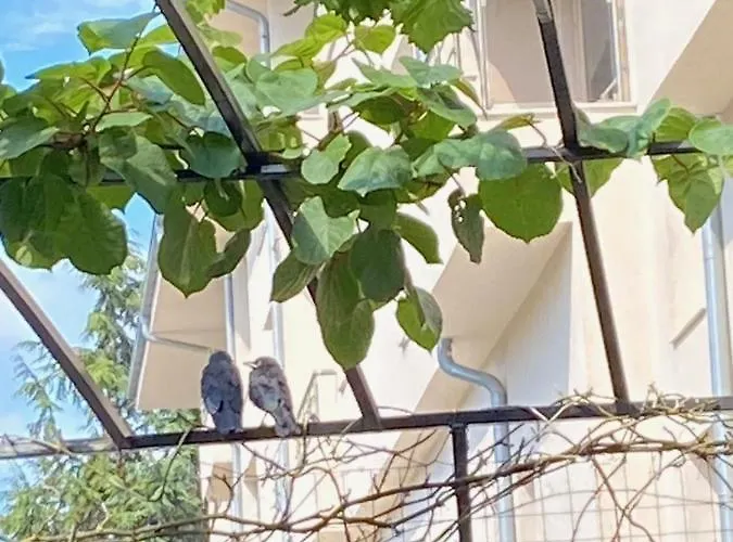 Ivano Guest house 2*